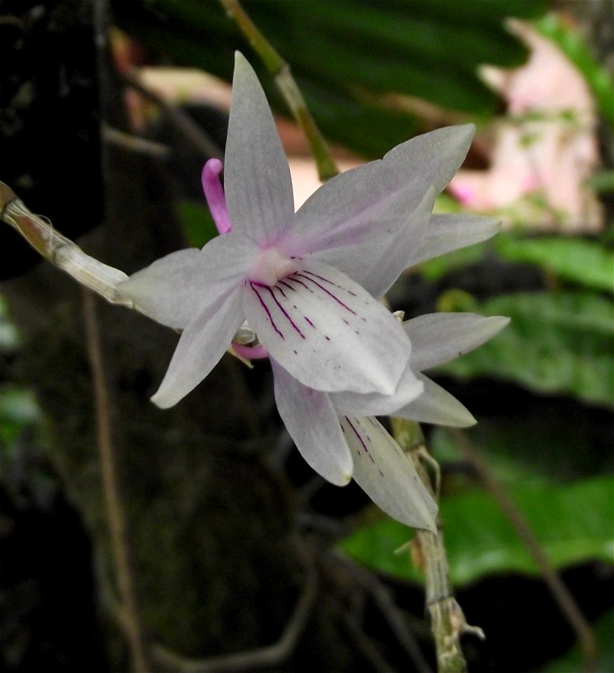 Dendrobium ceraula in the Botanical Building at Balboa Park, San Diego, California, USA. Identified by sign.