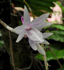 Dendrobium ceraula in the Botanical Building at Balboa Park, San Diego, California, USA. Identified by sign.