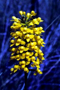 Image title: Yellow fringeless orchid habenaria integra Image from Public domain images website, http://www.public-domain-image.com/full-image/flora-plants-public-domain-images-pictures/flowers-public photo
