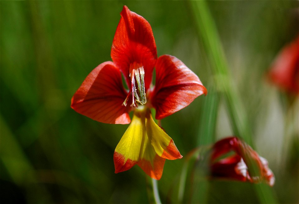Siegwurz Gladiolus alatus L.,  Nahaufnahme, in den Cederbergs, Distrikt Westküste, Südafrika
Afrikaans:  Rooikalkoentjie Gladiolus alatus L.,  Clanwilliam, Wes-Kaap, Suid-Afrika
Lietuvių:  Kar