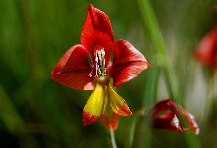 Siegwurz Gladiolus alatus L., Nahaufnahme, in den Cederbergs, Distrikt Westküste, Südafrika Afrikaans: Rooikalkoentjie Gladiolus alatus L., Clanwilliam, Wes-Kaap, Suid-Afrika Lietuvių: Kar photo