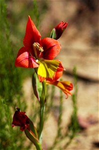 Siegwurz Gladiolus alatus L., Nahaufnahme, in den Cederbergs, Distrikt Westküste, Südafrika Afrikaans: Rooikalkoentjie Gladiolus alatus L., Clanwilliam, Wes-Kaap, Suid-Afrika Lietuvių: Kar photo