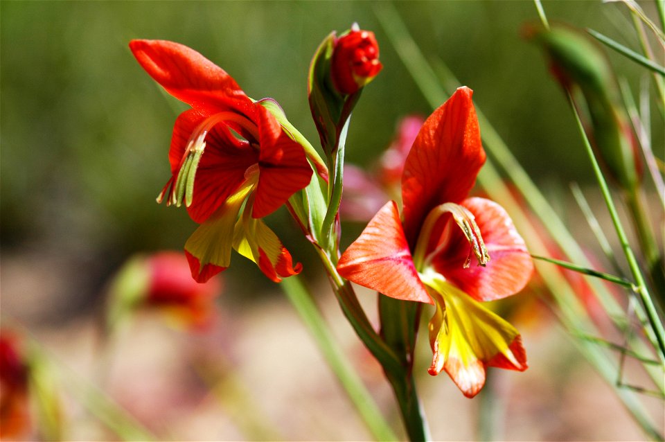 Siegwurz Gladiolus alatus L.,  Nahaufnahme, in den Cederbergs, Distrikt Westküste, Südafrika
Afrikaans:  Rooikalkoentjie Gladiolus alatus L.,  Clanwilliam, Wes-Kaap, Suid-Afrika
Lietuvių:  Kar