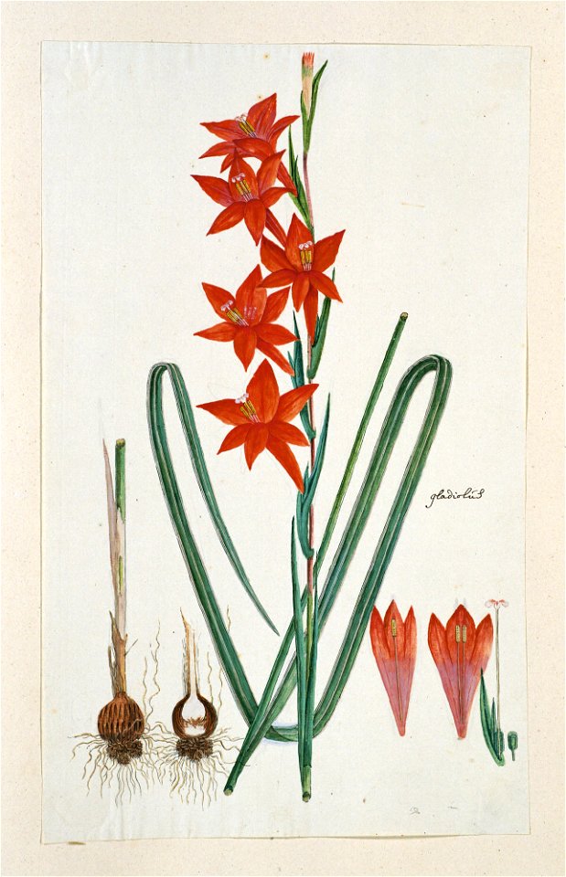 IdentificatieTitel(s): Gladiolus watsonius Thunb. (Watsonia hysterantha)gladiolús (titel op object)Objecttype: tekening albumblad Objectnummer: RP-T-1914-18-47Opschriften / Merken: annotatie, midden r