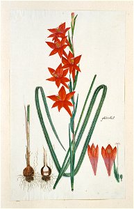 IdentificatieTitel(s): Gladiolus watsonius Thunb. (Watsonia hysterantha)gladiolús (titel op object)Objecttype: tekening albumblad Objectnummer: RP-T-1914-18-47Opschriften / Merken: annotatie, midden r photo