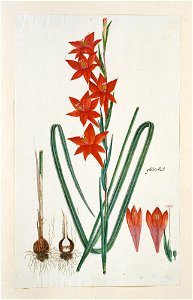 IdentificatieTitel(s): Gladiolus watsonius Thunb. (Watsonia hysterantha)gladiolús (titel op object)Objecttype: tekening albumblad Objectnummer: RP-T-1914-18-47Opschriften / Merken: annotatie, midden r