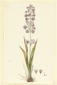 IdentificatieTitel(s): Ixia polystachya L.ixia (titel op object)Objecttype: tekening albumblad Objectnummer: RP-T-1914-18-57Opschriften / Merken: annotatie, linksonder, pen in bruin: ‘ixia.’ (in Gordo photo