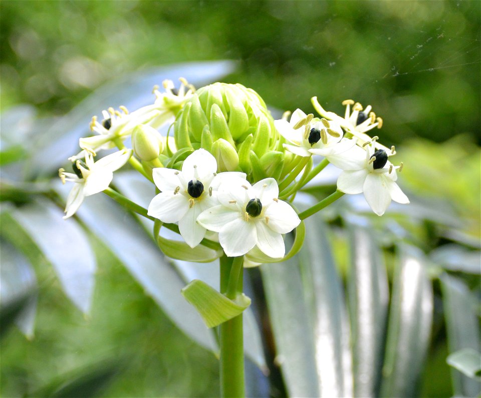 Ornithogalum saundersiae, picture taken in the Wilhelma