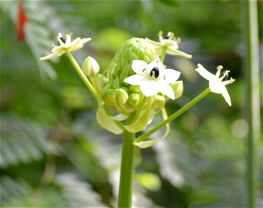 Ornithogalum saundersiae, picture taken in the Wilhelma