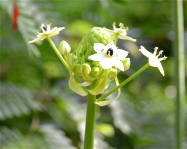 Ornithogalum saundersiae, picture taken in the Wilhelma photo