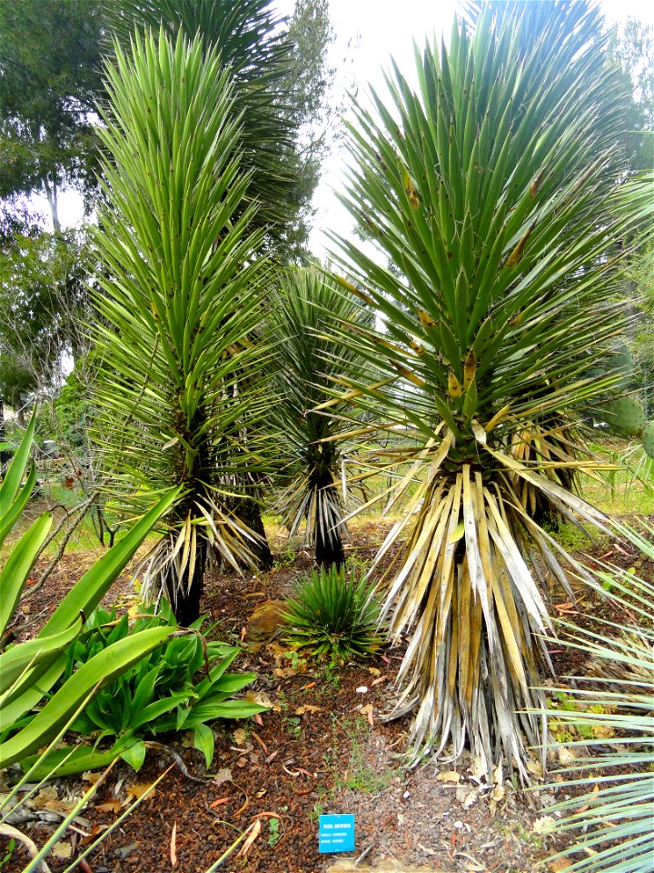 Yucca decipiens specimens in the Jardin d'oiseaux tropicaux, La Londe-les-Maures, France.