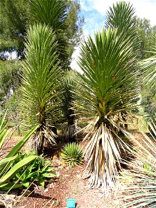 Yucca decipiens specimens in the Jardin d'oiseaux tropicaux, La Londe-les-Maures, France.
