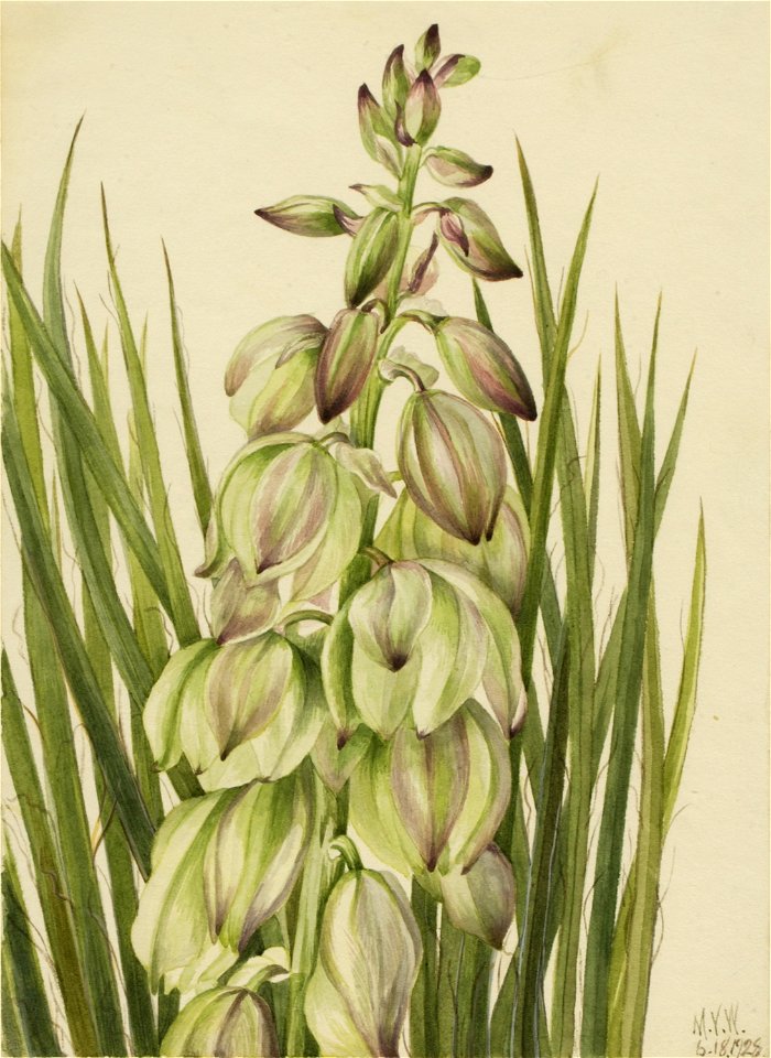 Yucca (Yucca baileyi)