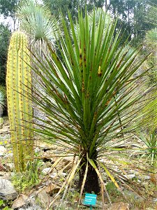 Yucca mixtecana specimen in the Jardin d'oiseaux tropicaux, La Londe-les-Maures, France.