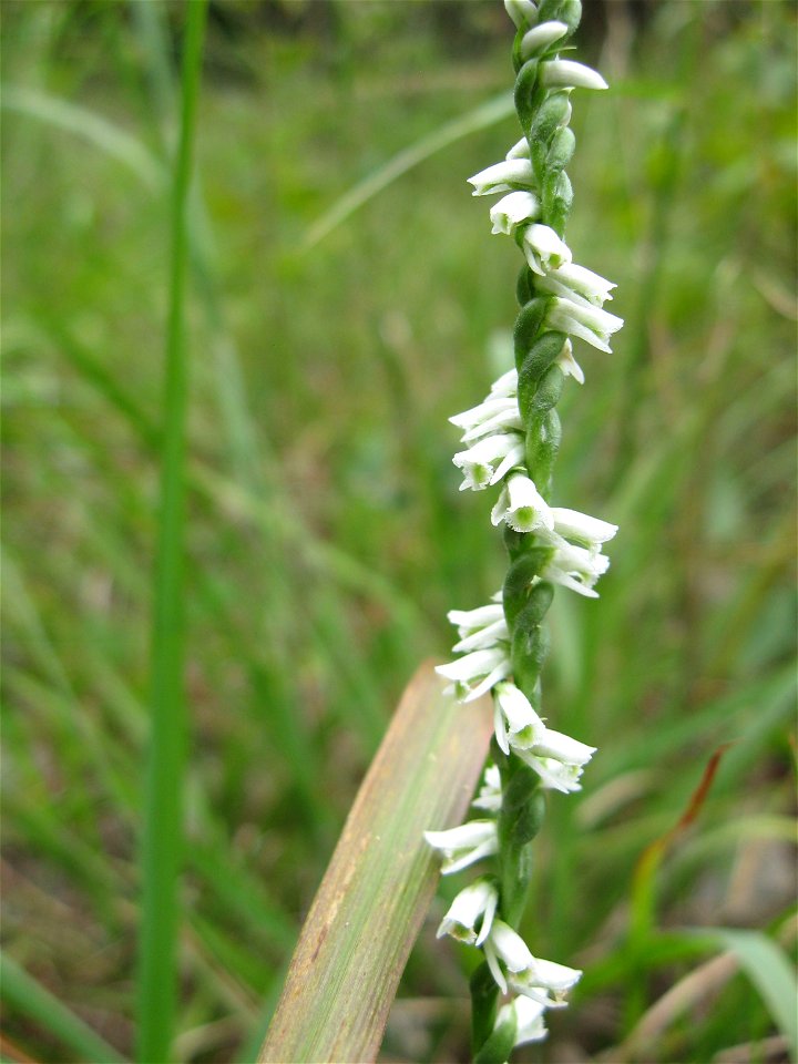 Spiranthes lacera, found in Logan County Glade State Nature Preserve, Logan County, Kentucky.