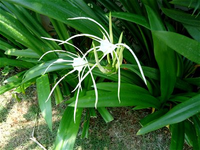 A flower known as Chengalava in Telugu. A variety of Lily.