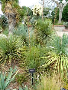 Yucca thompsoniana. Botanical specimen in the Denver Botanic Gardens, 1007 York Street, Denver, Colorado, USA.