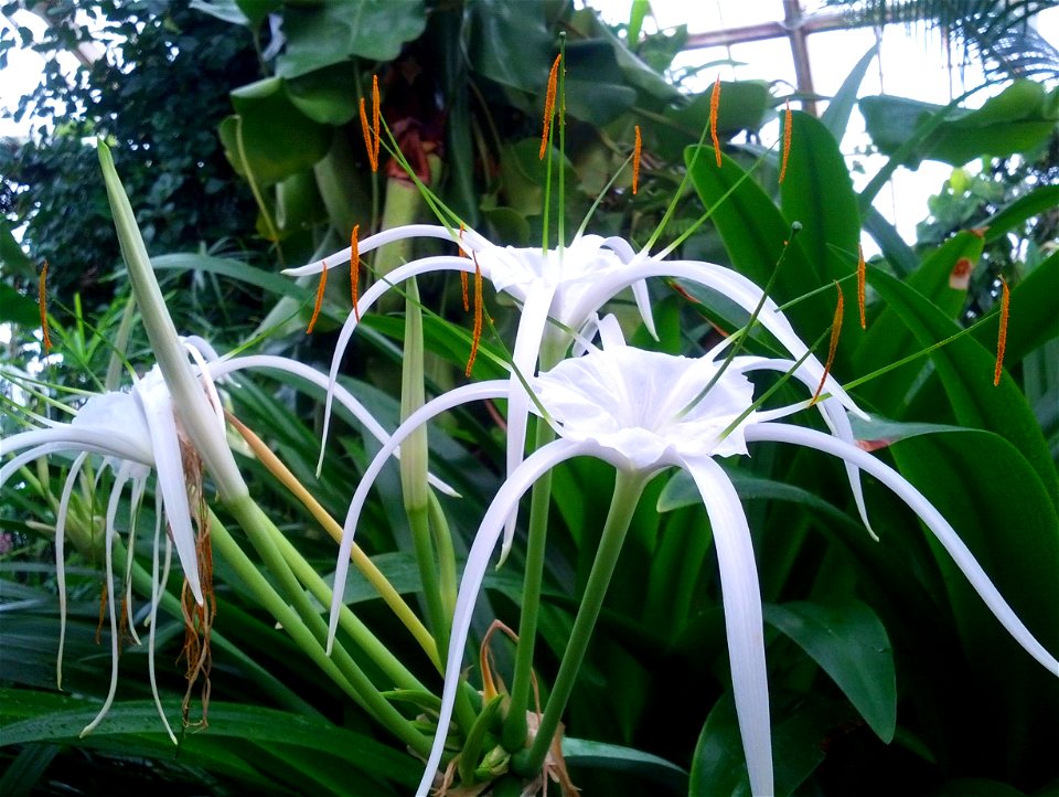 Hymenocallis Caribaea flower.