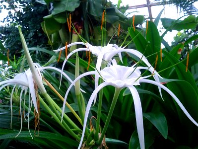 Hymenocallis Caribaea flower.