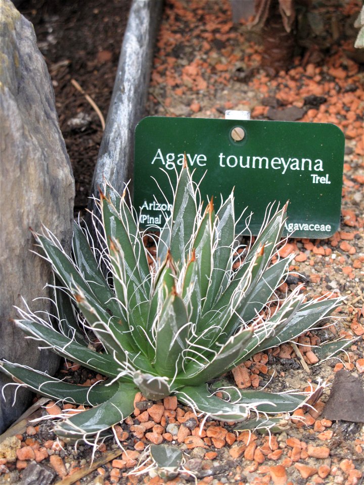 Agave toumeyana in a greenhouse of the Jardin des Plantes in Paris.