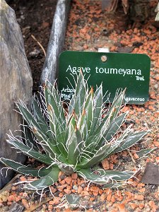 Agave toumeyana in a greenhouse of the Jardin des Plantes in Paris. photo
