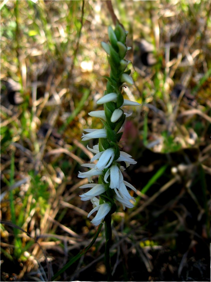 Spiranthes magnicamporum. Dry limestone prairie, Garrard County, Kentucky.