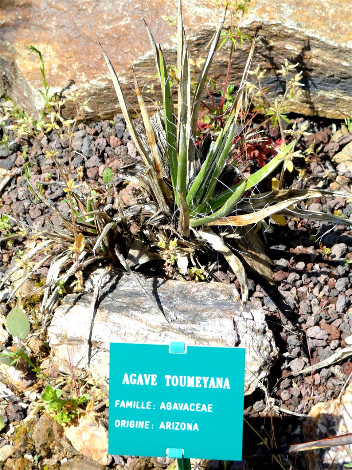 Agave toumeyana specimen in the Jardin d'oiseaux tropicaux, La Londe-les-Maures, France.