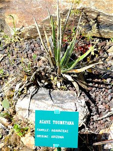 Agave toumeyana specimen in the Jardin d'oiseaux tropicaux, La Londe-les-Maures, France. photo