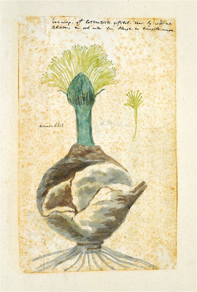 IdentificatieTitel(s): Boophone haemanthoides F.M. Leighton, voorheen bekend als Amaryllis distychaAmaryllis distycha (titel op object)Objecttype: tekening albumblad Objectnummer: RP-T-1914-18-49Opsch