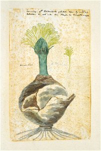 IdentificatieTitel(s): Boophone haemanthoides F.M. Leighton, voorheen bekend als Amaryllis distychaAmaryllis distycha (titel op object)Objecttype: tekening albumblad Objectnummer: RP-T-1914-18-49Opsch