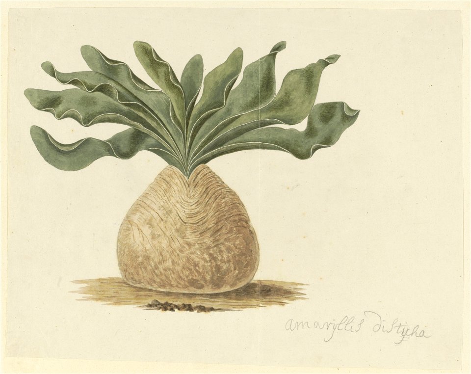 IdentificatieTitel(s): Boophone haemanthoides F.M. LeightonAmaryllis distycha (titel op object)Objecttype: tekening albumblad Objectnummer: RP-T-1914-18-53Opschriften / Merken: annotatie, rechtsonder,