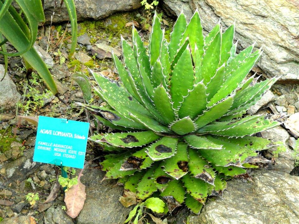 Agave lophantha specimen in the Jardin d'oiseaux tropicaux, La Londe-les-Maures, France.