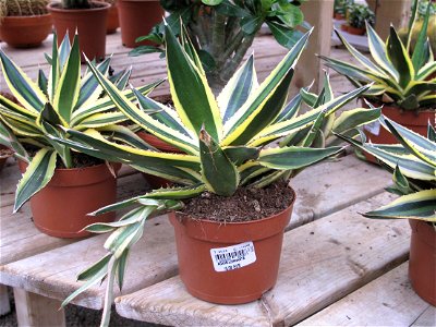Agave lophanta in a garden centre in France. Pot diameter : circa 14 cm. Identified by botanic label.