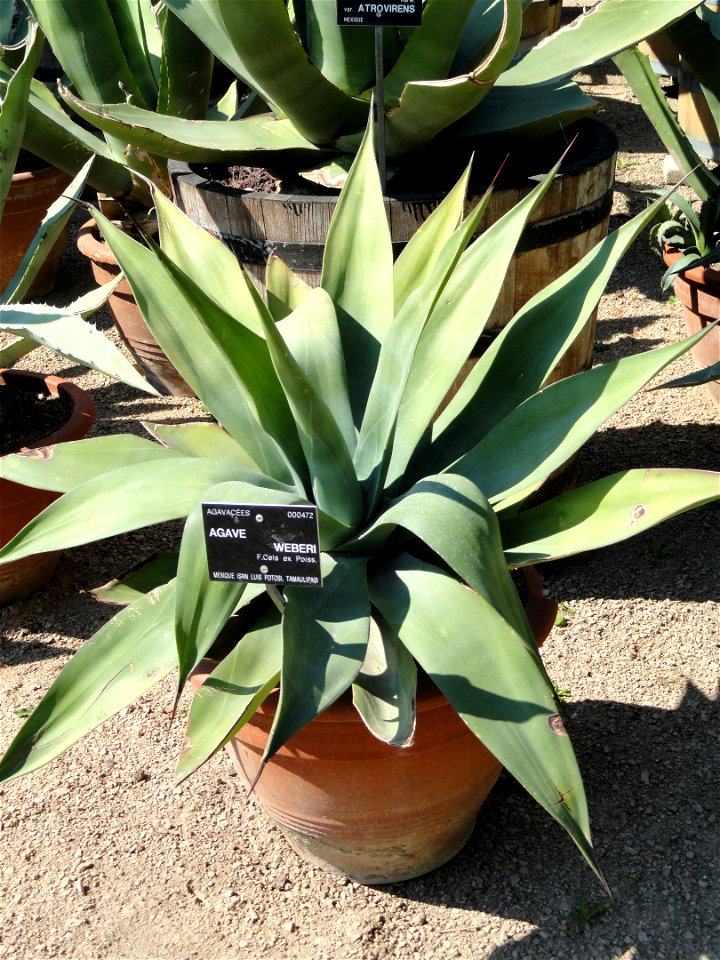 Agave weberi specimen in the Jardin Botanique de Lyon, Parc de la Tête d'Or, Lyon, France.