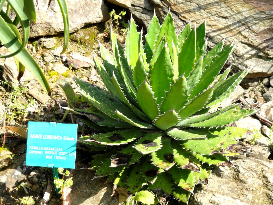 Agave lophantha specimen in the Jardin d'oiseaux tropicaux, La Londe-les-Maures, France.