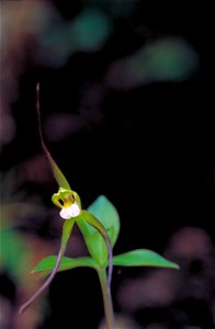 Isotria verticillata
Image title: Close up of small green white and burgundy orchid blossom
Image from Public domain images website, http://www.public-domain-image.com/full-image/flora-plants-public-d