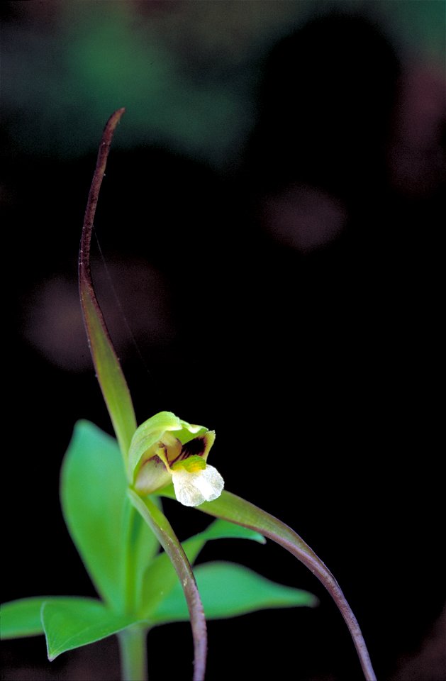 Isotria verticillata - Whorled pogonia -