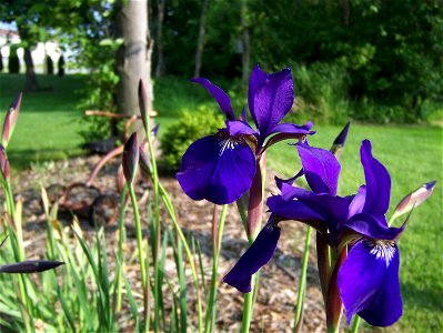 Purple Iris from Ohio photo