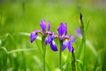 Blood iris (Iris sanguinea Donn ex Hornem.) photo