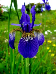 Iris sanguinea, Aizu area, Fukushima pref., Japan photo