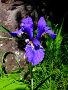 Iris sanguinea photo