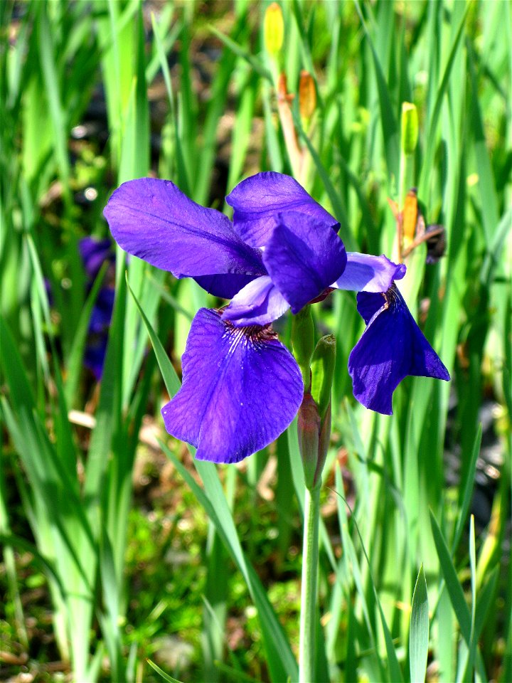 堀切菖蒲園の下見で撮影。