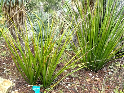 Hesperaloe funifera specimen in the Jardin d'oiseaux tropicaux, La Londe-les-Maures, France. photo