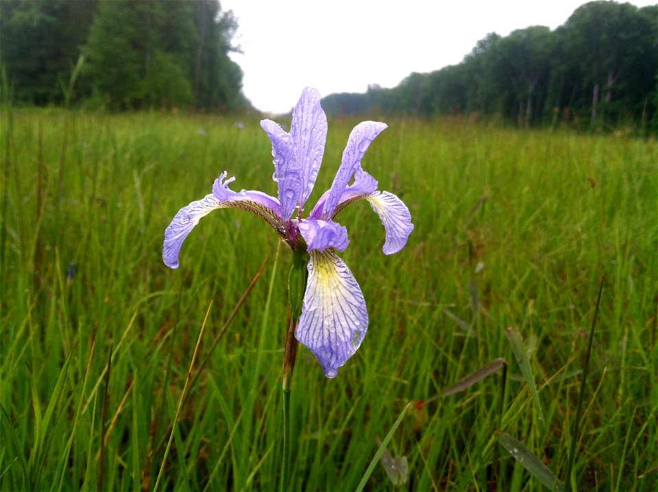 Iris prismatica, barren at  Arnold Air Force Base Coffee County, Tennessee.