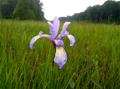 Iris prismatica, barren at Arnold Air Force Base Coffee County, Tennessee. photo