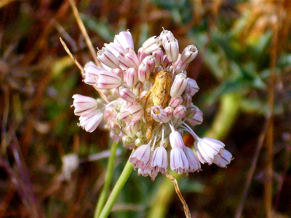 Allium paniculatum inflorescence, Campo de Calatrava, Spain