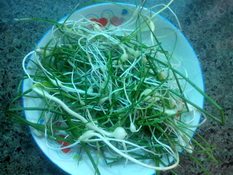 Allium macrostemon