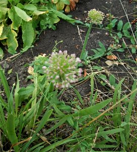 Allium nutans inflorescence