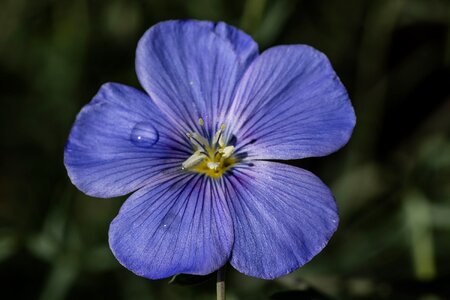 Bloom blossom petals