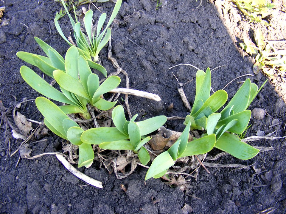 Allium nutans L. - leaves in spring.